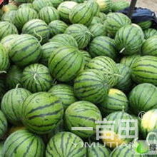 平均單個重15斤以上甜王西瓜批發(fā)采購指南